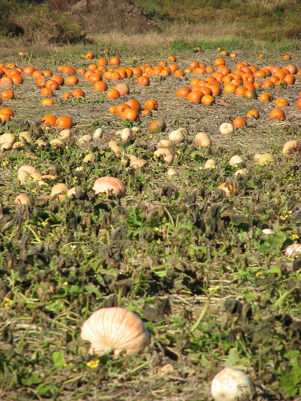 2008-10-11_Tiverton_Trustom 014.jpg